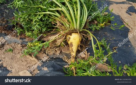 Image result for Maca Tree