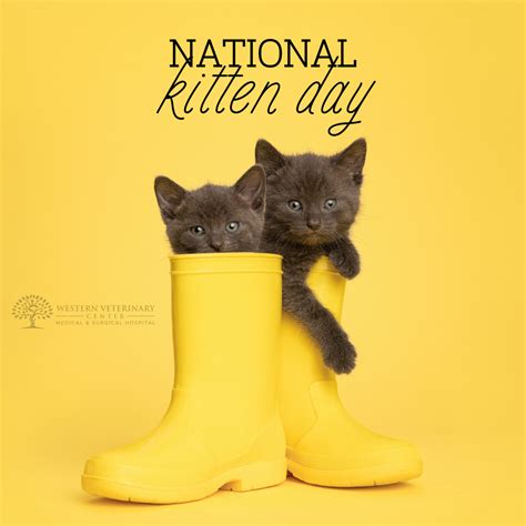 Western Veterinary Center, Medical & Surgical Hospital | Happy National ...