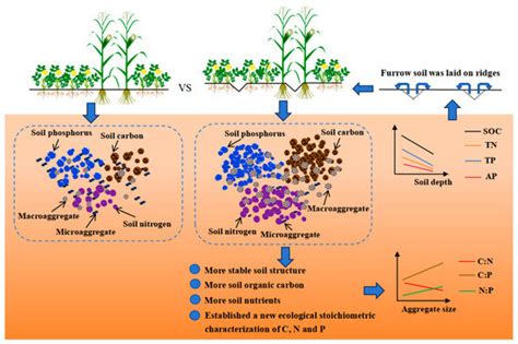 Co-Ridge Planting Enhances Yield Advantages of Maize Intercropping with ...