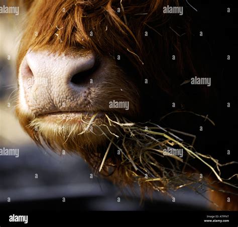 scottish highland cow chewing the cud close-up nose mouth straw eat ...