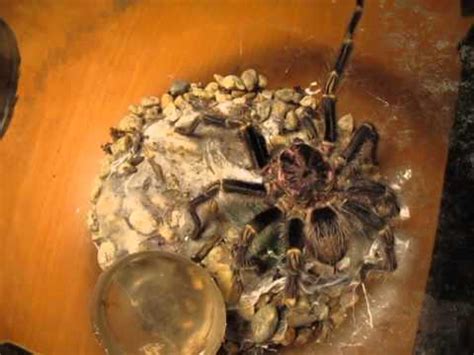 Image result for Cockroach Tarantula vs