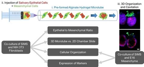 Bioengineering | Special Issue : Material and Engineering-Based ...