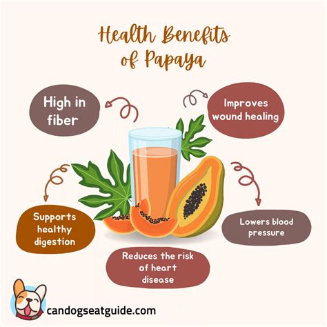 Can Dogs Eat Papaya? Is The Exotic Fruit Safe For Dogs? 2025