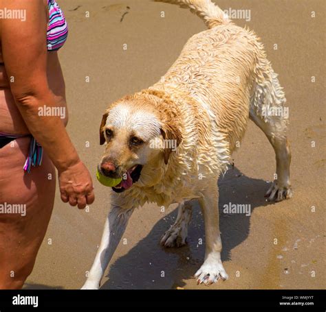 Golden retriever catch hi-res stock photography and images - Alamy
