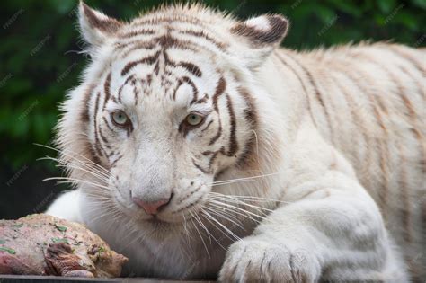 Premium Photo | White bengal tiger