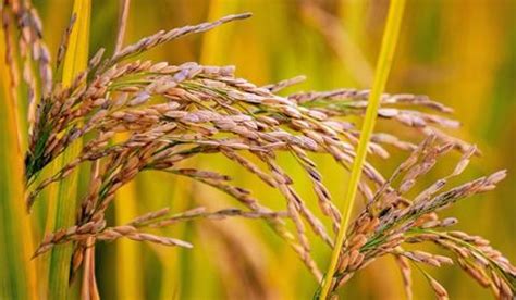 Control rice diseases and plant hopper to increase rice quality. | Syngenta
