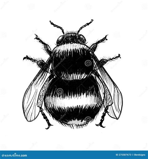 Big bumblebee stock illustration. Illustration of invertebrate - 275587673