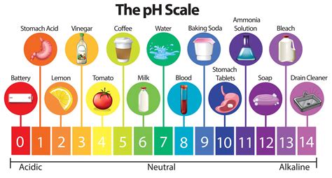 The Ultimate Vaginal pH Balance Guide