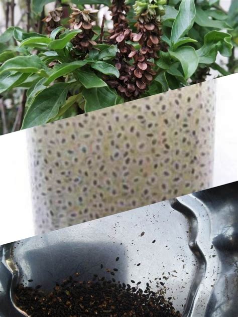 Growing tips of Sweet Basil, easy way to extract Sabja seeds and its ...