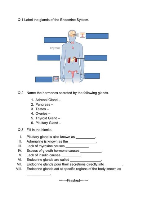 Image result for Endocrine System Worksheet Answers