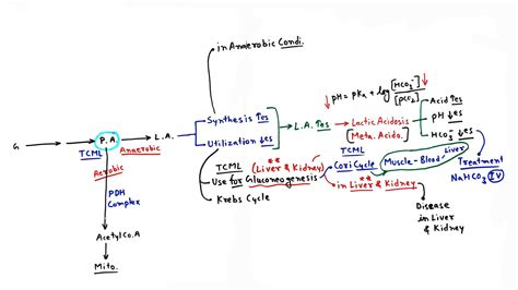 Lab Results Lactic Acidosis at Neal Ching blog