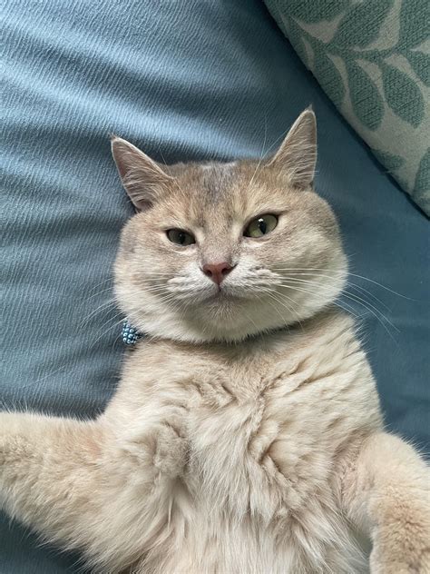 Took this today, the perfect profile picture for a cat : r/cat