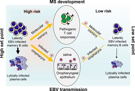 Extend Barr Virus at Jennifer Quevedo blog