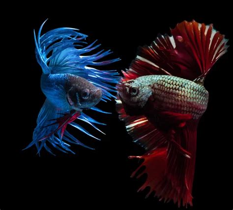 Image result for Fish Key Script Code