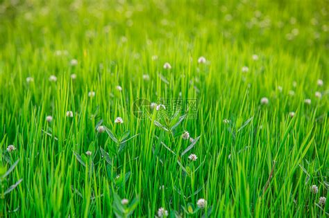 夏季绿草从高清图片下载-正版图片501316376-摄图网
