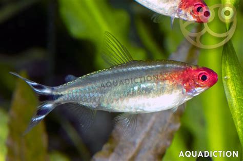 Rummy Nose Tetra - Hemigrammus rhodostomus Fish Profile & Care Guide