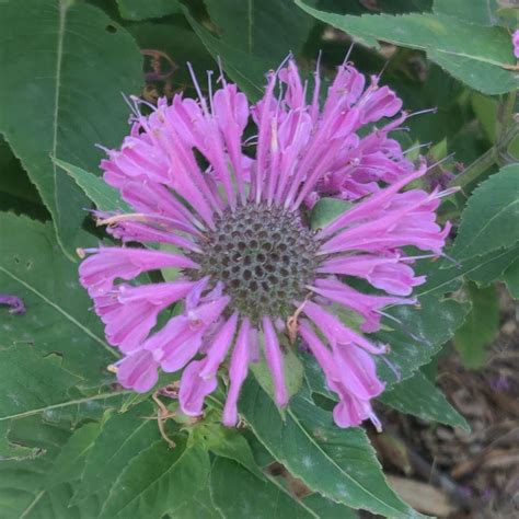Purple Bee Balm