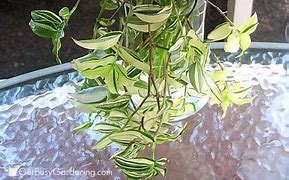 Image result for Care for Wandering Jew Plant