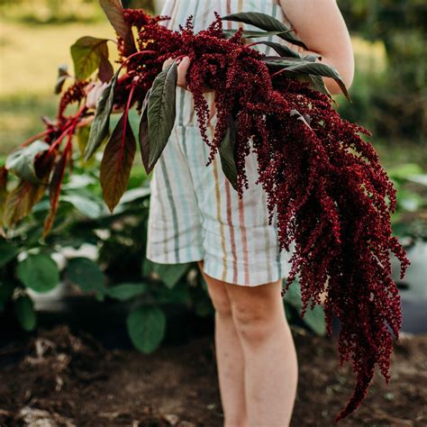 Hopi Red Dye Amaranth – Thresh Seed Co.
