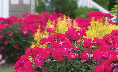 The Family — The Knock Out® Family of Roses