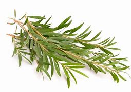 Image result for tea tree