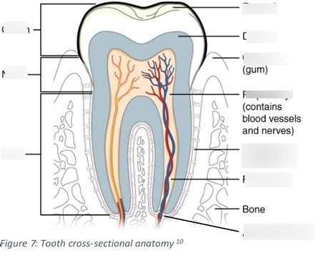 tooth structure Diagram | Quizlet