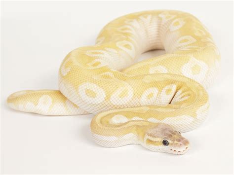 Image result for Crystal Ball Python
