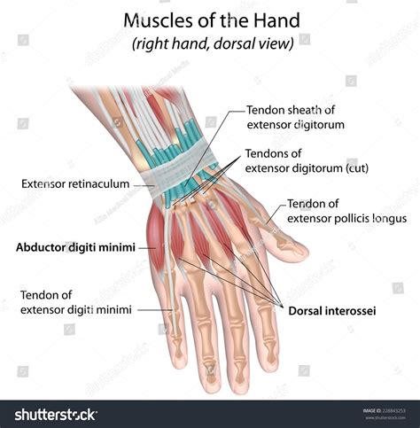 Muscles Hand Dorsal View Labeled: стоковая иллюстрация, 228843253 ...