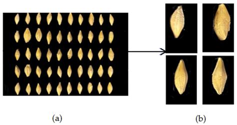Multi-Barley Seed Detection Using iPhone Images and YOLOv5 Model