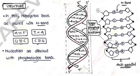 Biochemistry Unit 4 Notes - 2nd Semester B Pharmacy | Carewell Pharma
