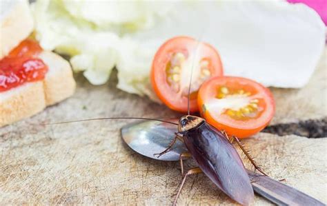Image result for How to Catch Cockroach