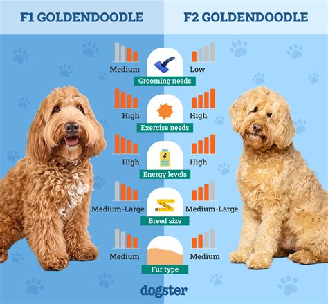 F1 vs. F2 Goldendoodle: The Differences (With Pictures) – Dogster
