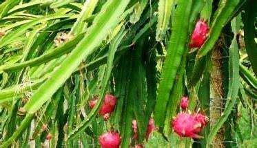 火龙果的种植方法 —【发财农业网】