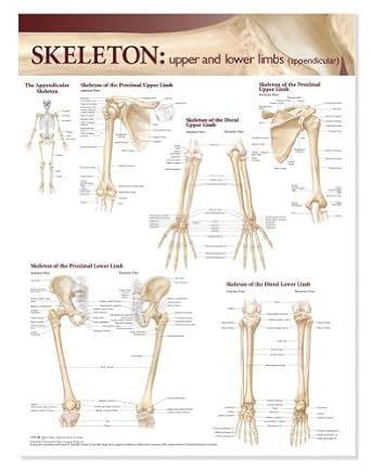 Buy Lippincott Williams & Wilkins Atlas of Anatomy Skeletal System ...