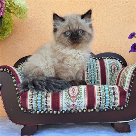 Katzen Kleinanzeigen | Katzen Annoncen | Katzen Inserate | Katzen ...