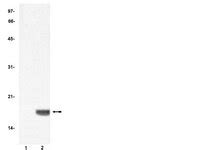 Anti-acetyl-Histone H3 Antibody | 06-599