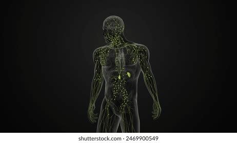 Image result for Animation On Lymphatic System