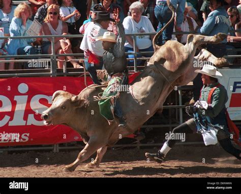 Rodeo cowboy riding bucking Brahma bull with rodeo clown chasing ...