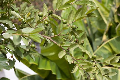 Image result for Dwarf Guava Tree