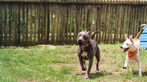 Pet Daycare, Boarding, & Grooming in Deer Park, La Porte, & Pasadena TX ...