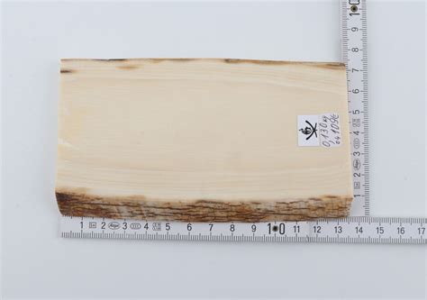 White mammoth ivory segment - Arctic Antiques