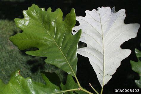 Types Of Oak Trees Identification at David Montelongo blog
