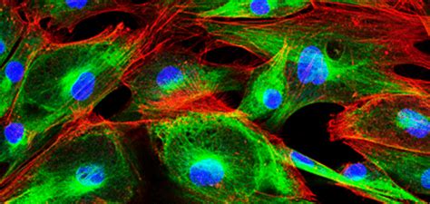 Confocal Microscopy | Edmund Optics