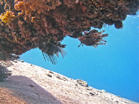 Tauchen in Ägypten - Die besten Tauchgebiete Ägyptens