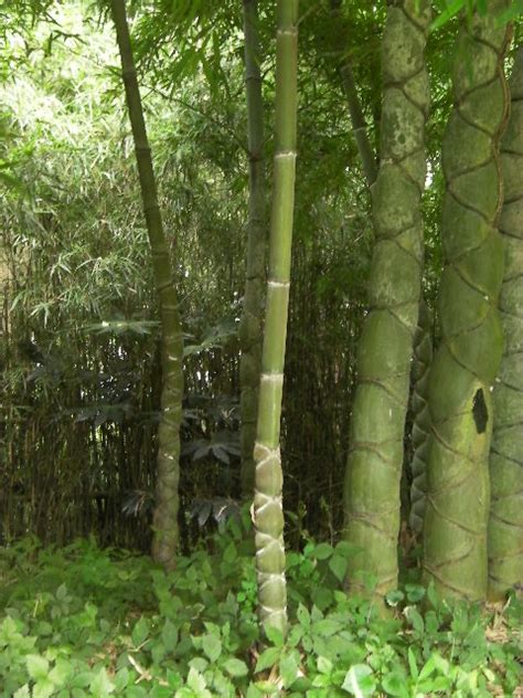 竹の秋 : 心の時空