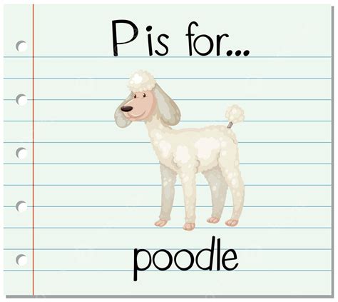 Flashcard Letter P Is For Poodle Pet Young Animal Vector, Pet, Young ...