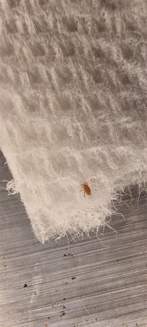 Image result for Insect Inside Review