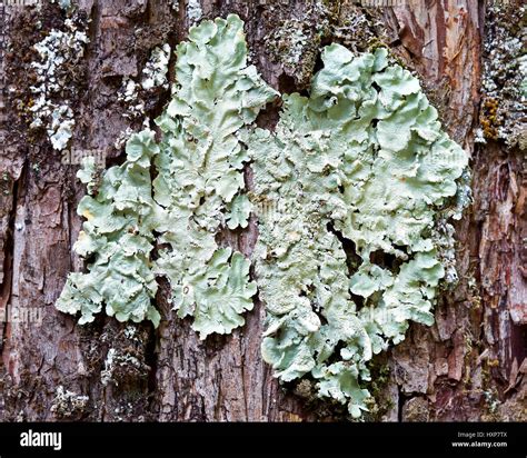Foliose lichen belonging to Parmelia genus on coniferous bark Stock Photo - Alamy