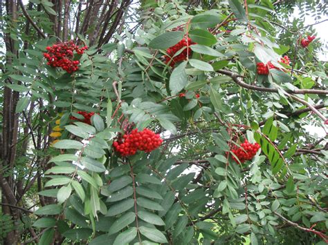Image result for Mountain Ash Tree Problems