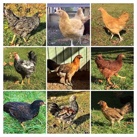 Chicken Breeds